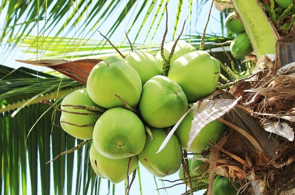 Früchte, Thailand, reisen, Essen, Frucht, Weltreise, tropisch, Kulinarik