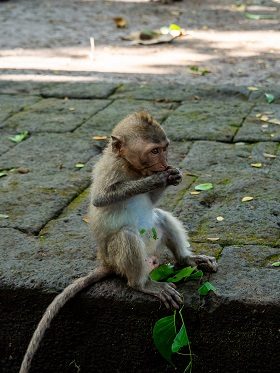 Monkey Forest, Ubud, Bali, Wald, Indonesien, reisen, travel, Sehenswürdigkeit, Sightseeing, Backpacking, Rucksackreisen