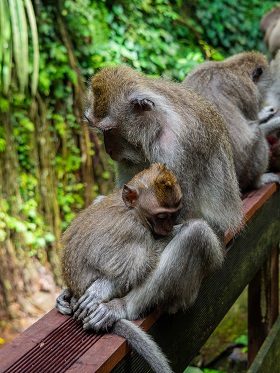Monkey Forest, Ubud, Bali, Wald, Indonesien, reisen, travel, Sehenswürdigkeit, Sightseeing, Backpacking, Rucksackreisen