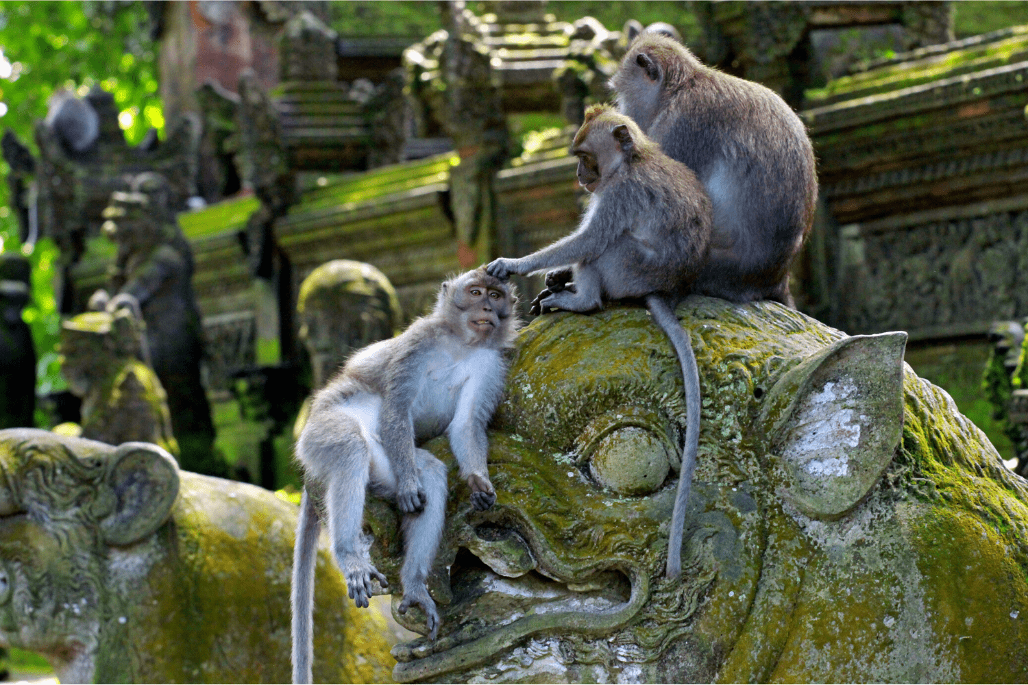Ubud, Monkey Forest, Bali, Indonesien, reisen, travel, Insel. Sehenswürdigkeiten, Affen, Backpacking, Rucksackreisen