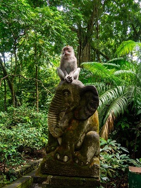Affen, Bali, Umgang, reisen, alleine reisen, travel, Bali, Indonesien, Weltreise, Backpacking