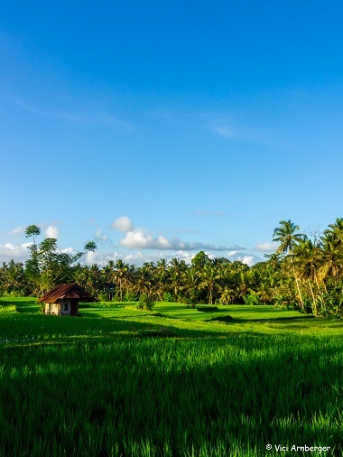 Wanderwege, Ubud, Bali, reisen, Backpacking, Indonesien, travel, travelling, Natur, nature, Reisfelder, Spaziergang, ricefields, walk, Sehenswürdigkeit, travelphotography