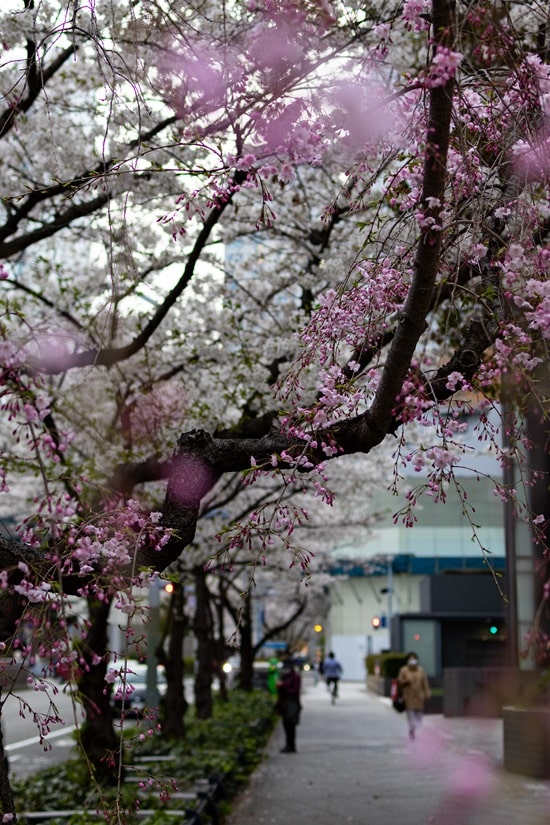 Kirschblüte, Osaka, daytrip, sightseeing, Sehenswürdigkeiten, Backpacking, travel, Japan, Working Holiday Visa, Work & Travel, Frühling, spring, Sakura, Hanami