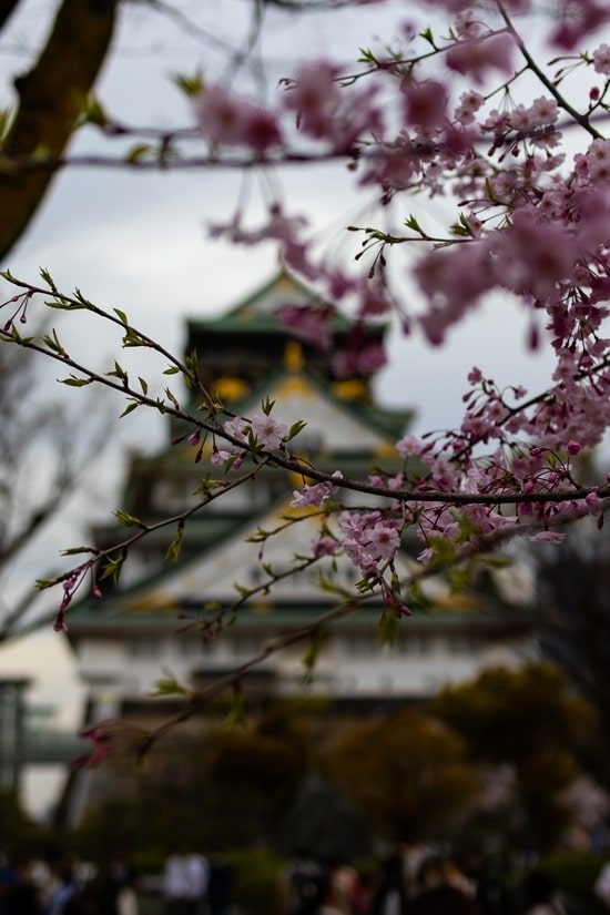 Frühling Osaka, Osaka, Sakura, reisen, Backpacking, Japan, alleinreisen