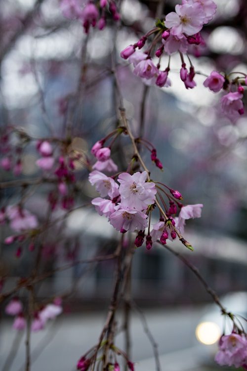 Osaka, Japan, Frühling Japan, Sakura, Kirschblüte, Sightseeing, What to do Sakura, Sightseeing Sakura, Sehenswürdigkeiten Kirschblüte, Frühling Osaka