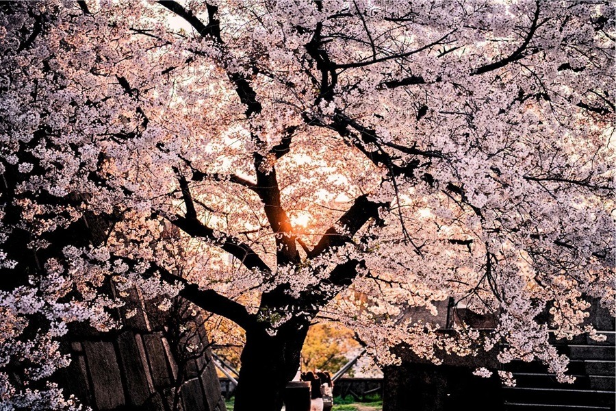 Osaka, Japan, Frühling Japan, Sakura, Kirschblüte, Sightseeing, What to do Sakura, Sightseeing Sakura, Sehenswürdigkeiten Kirschblüte, Frühling Osaka