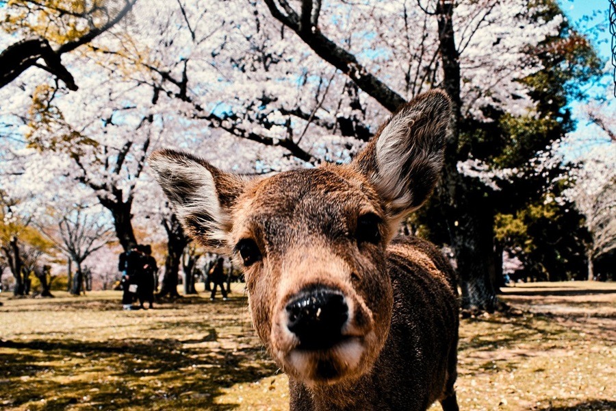 Nara, Nara Park, Tempel, Nara Guide, Reiseguide, Travel Guide, Backpacking, Sightseeing, Japan