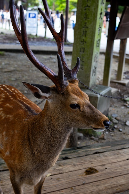 Nara, Nara Park, Tempel, Nara Guide, Reiseguide, Travel Guide, Backpacking, Sightseeing, Japan