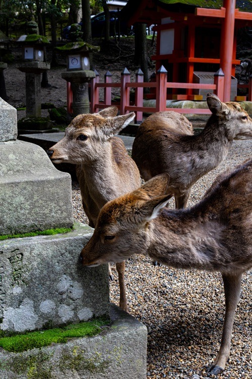 Nara, Nara Park, Tempel, Nara Guide, Reiseguide, Travel Guide, Backpacking, Sightseeing, Japan