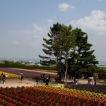 Furano, Hokkaido, Japan, Furano Sehenswürdigkeiten, Reiseführer, Tagesausflug, Lavendel, Hokkaido Sehenswürdigkeiten, What to do in Hokkaido