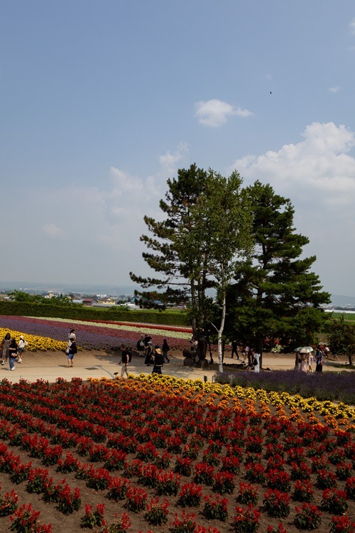 Furano, Hokkaido, Japan, Furano Sehenswürdigkeiten, Reiseführer, Tagesausflug, Lavendel, Hokkaido Sehenswürdigkeiten, What to do in Hokkaido