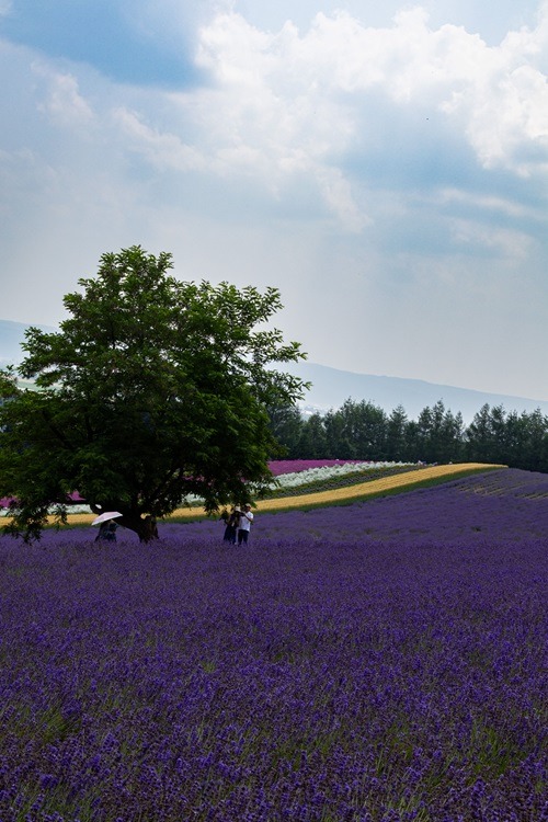 Japan, Sightseeing, Sehenswürdigkeiten, Backpacking, Budgettraveller, reisen, alleinreisende Frauen, Hokkaido, Furano