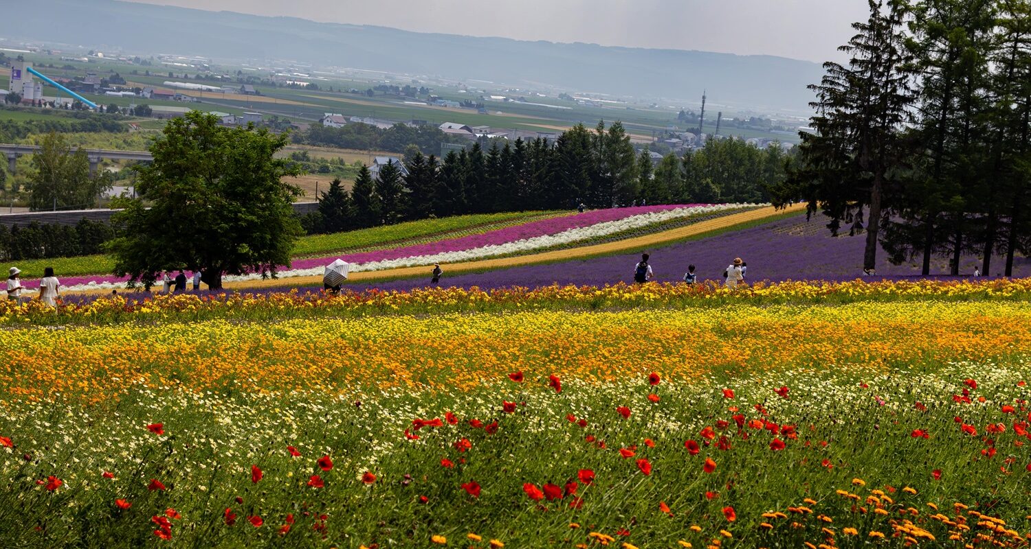 Furano, Hokkaido, Japan, Furano Sehenswürdigkeiten, Reiseführer, Tagesausflug, Lavendel, Hokkaido Sehenswürdigkeiten, What to do in Hokkaido