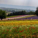 Furano, Hokkaido, Japan, Furano Sehenswürdigkeiten, Reiseführer, Tagesausflug, Lavendel, Hokkaido Sehenswürdigkeiten, What to do in Hokkaido