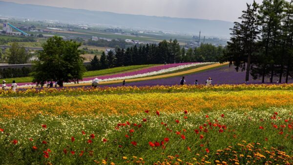 Furano, Hokkaido, Japan, Furano Sehenswürdigkeiten, Reiseführer, Tagesausflug, Lavendel, Hokkaido Sehenswürdigkeiten, What to do in Hokkaido