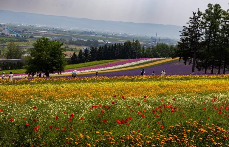 Furano, Hokkaido, Japan, Furano Sehenswürdigkeiten, Reiseführer, Tagesausflug, Lavendel, Hokkaido Sehenswürdigkeiten, What to do in Hokkaido