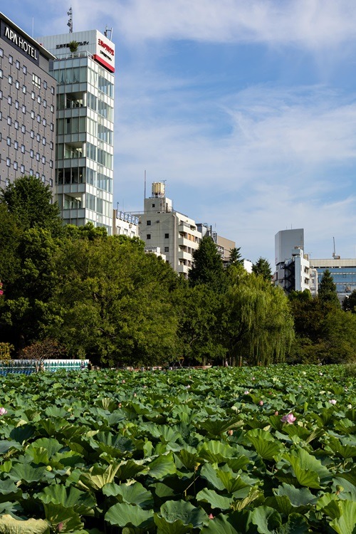 Tempel, Sightseeing, Ueno, Ueno Park, Sehenswürdigkeiten, Tokyo, Japan, Backpacking, erkunden von Japan