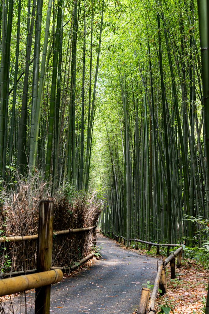 Arashiyama, Kyoto, Japan, alleinreisende Frauen, Backpacker, Budgetreisende, Bambusforest, Bambus, durch Bambus spazieren