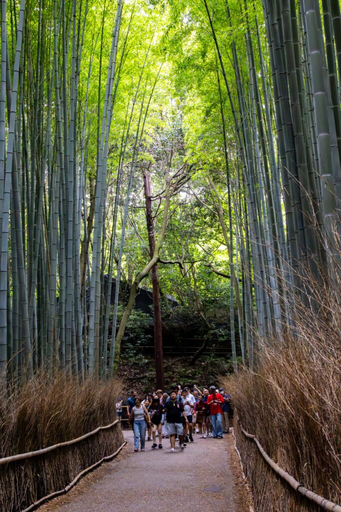 Arashiyama, Kyoto, Japan, alleinreisende Frauen, Backpacker, Budgetreisende, Bambusforest, Bambus, durch Bambus spazieren