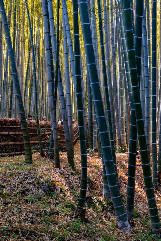 Arashiyama, Kyoto, Japan, alleinreisende Frauen, Backpacker, Budgetreisende, Bambusforest, Tempel, Tempelenergie. Aussicht