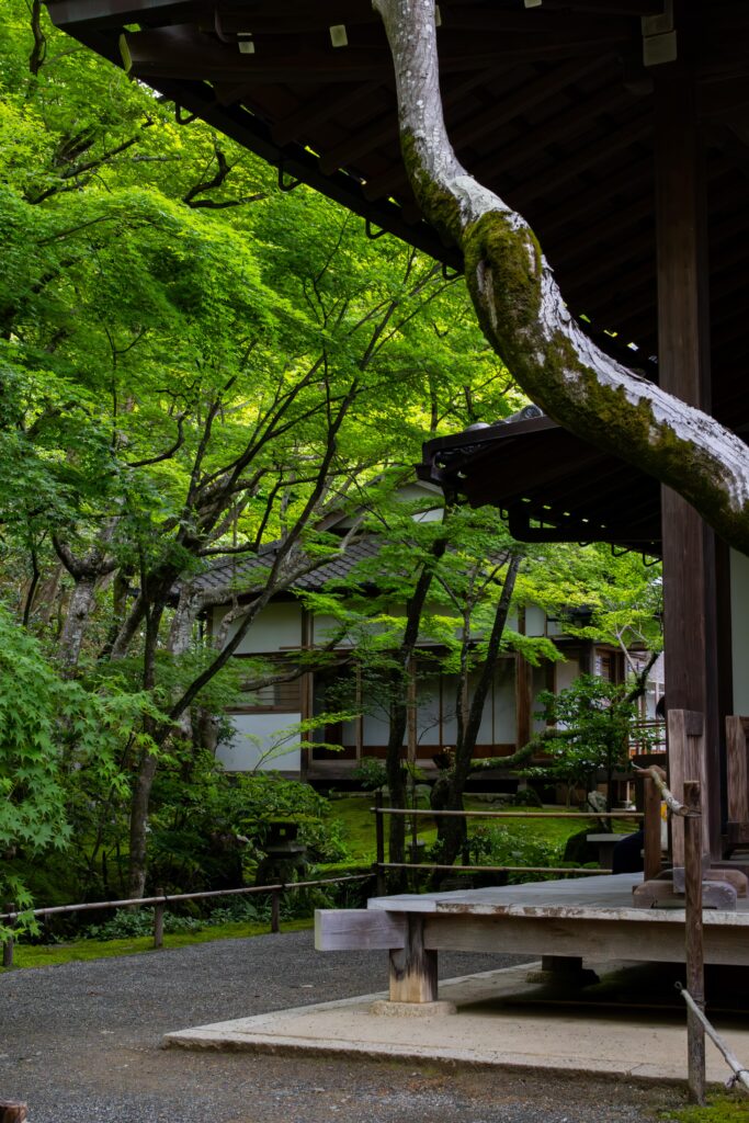 Arashiyama, Kyoto, Japan, alleinreisende Frauen, Backpacker, Budgetreisende, Bambusforest, Tempel, Tempelenergie