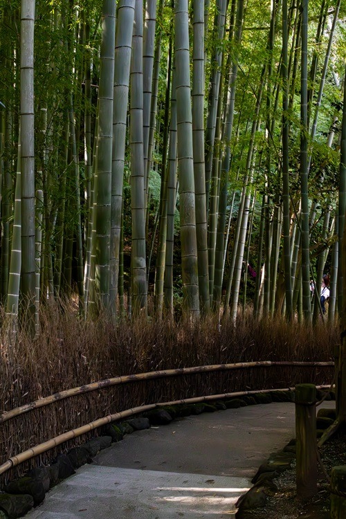 Kamakura, Guide, Reiseguide, Japan, Kanto Region, Backpacking, Sightseeing, Streetphotography, Tempel, Bamboo