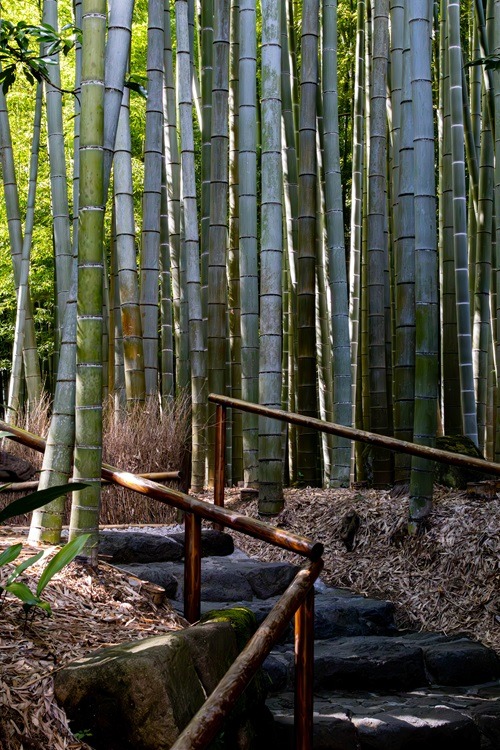 Kamakura, Guide, Reiseguide, Japan, Kanto Region, Backpacking, Sightseeing, Streetphotography, Tempel, Bamboo
