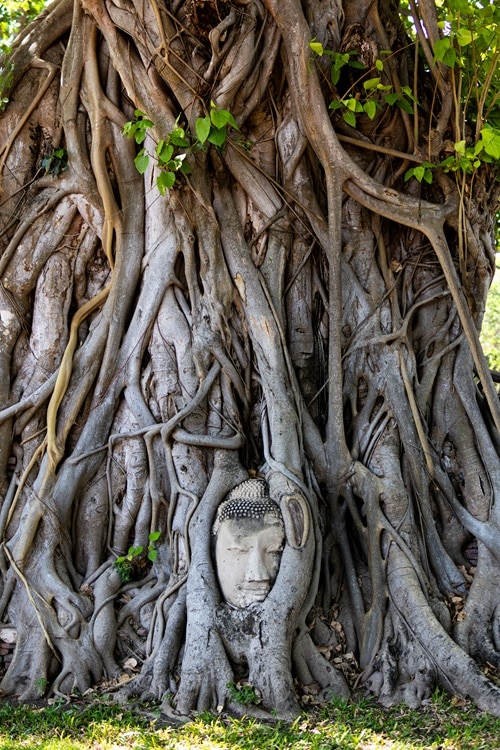 Ayutthaya Tempel, Ayutthaya Sehenswürdigkeiten, Ayutthaya Thailand, Wat Mahathat Buddha Kopf, Buddha Kopf Baumwurzeln Ayutthaya, Wat Yai Chai Mongkol Tempel, Prasat Nakhon Luang Tempel, Ayutthaya Ruinen, historische Tempel Thailand, Ayutthaya UNESCO Weltkulturerbe, Tempel Ayutthaya Fotos, Ayutthaya Tagesausflug, Bangkok nach Ayutthaya, Ayutthaya Highlights, Ayutthaya Reisetipps, Ayutthaya Guide, Ayutthaya Route 1 Tag, Ayutthaya Fahrrad Tour, Ayutthaya Bootstour, Wat Chaiwatthanaram Sonnenuntergang, Tempelruinen Thailand, Thailand Kultur Sehenswürdigkeiten, Ayutthaya Architektur, Thailand Tempelanlage, Ayutthaya Reiseblog, Ayutthaya Fotospots, Tempel Thailand Geschichte